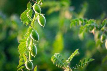 Chickpeas pod with green young plants in the field
