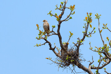Falcon and nest on branch