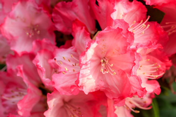 ピンクの石楠花（シャクナゲ）