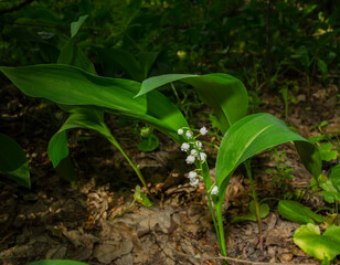 Lily of the valley flowering plant in natural conditions in the shade of trees.