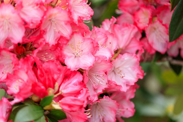 ピンクの石楠花（シャクナゲ）