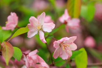 Obraz premium ピンクの花海棠（ハナカイドウ）