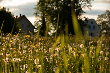 Mountain top meadow at sunrise. Alpine houses on background, green grass and small flowers on...