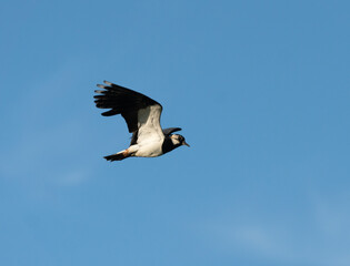 Kievit in flight