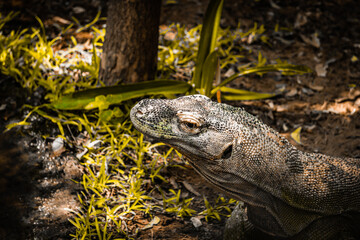 Young Komodo Dragon Living in The Madras Crocodile Bank Trust and Centre for Herpetology, ECR Chennai, Tamilnadu, South India - Founder Romulus Earl Whitaker