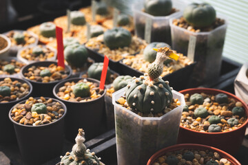 Beautiful green cactus plant in pot arranging in greenhouse.