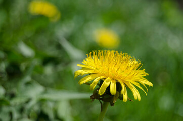 dandelion in the grass