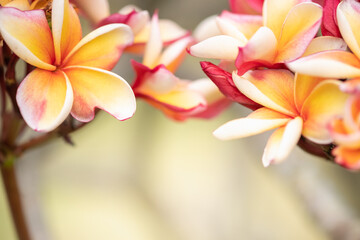 Naklejka premium Concept nature view of yellow leaf on blurred greenery background in garden and sunlight with copy space using as background natural green plants landscape, ecology, fresh wallpaper.