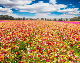 The multicolored garden buttercups