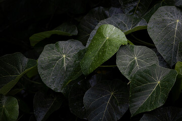 Lush Tropical Dark Green Foliage  Healthy Leaves Glistening with rain drops.  Nature concept