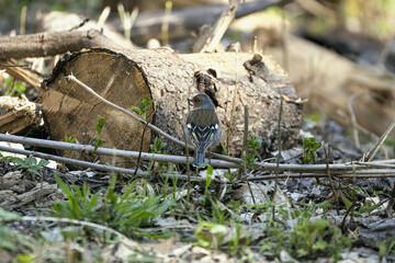 jay in the wild in the forest