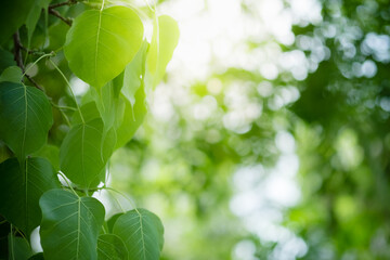 Amazing nature view of green leaf on blurred greenery background in garden and sunlight with copy space using as background natural green plants landscape, ecology, fresh wallpaper.