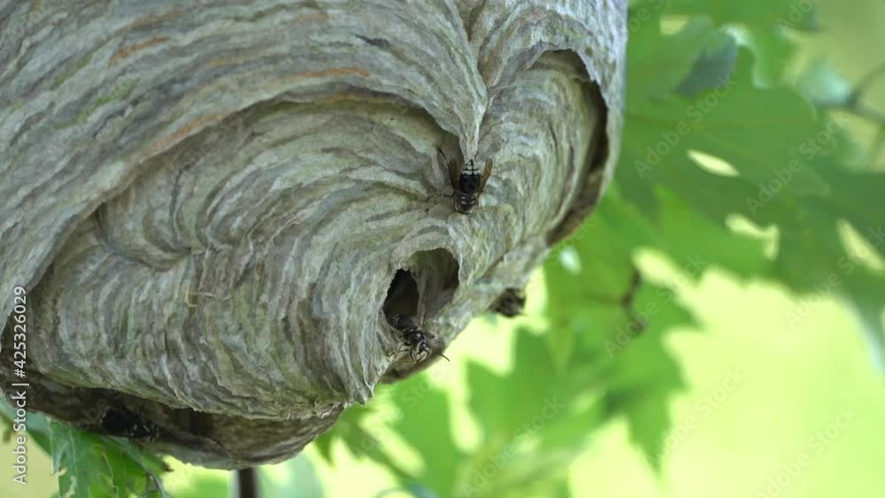 Poster a paper wasp nest hanging from a tree in the woods in the wilderness in the summertime.
