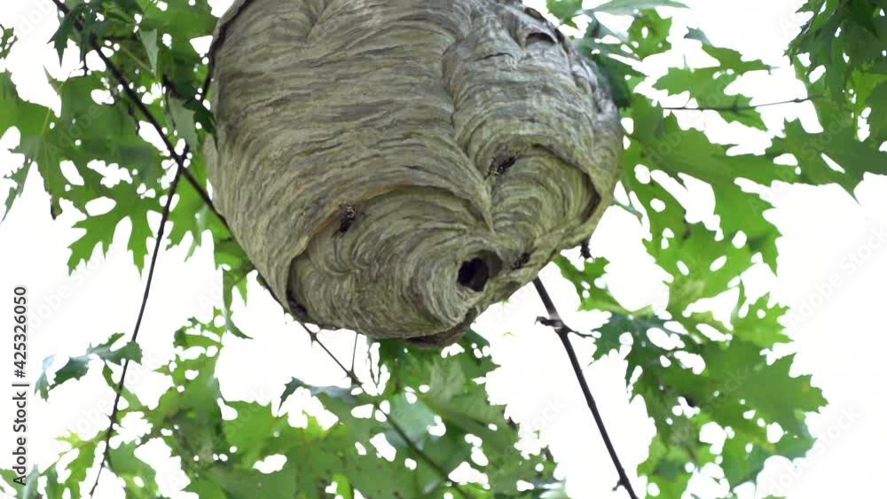 Poster a paper wasp nest hanging from a tree in the woods in the wilderness in the summertime.