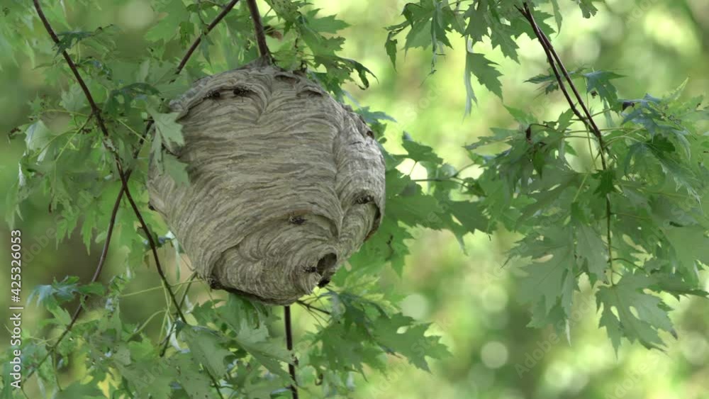 Poster a paper wasp nest hanging from a tree in the woods in the wilderness in the summertime.