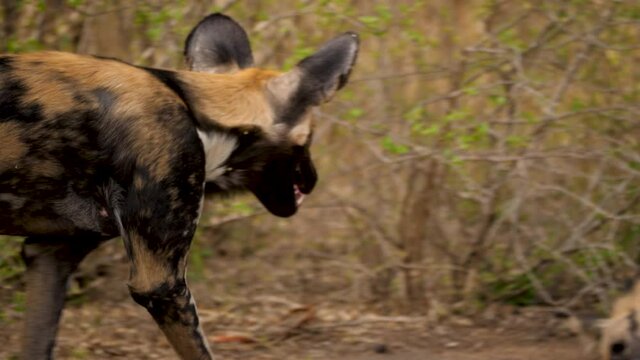 African Wild Dog walks away from camera towards another lying on the ground