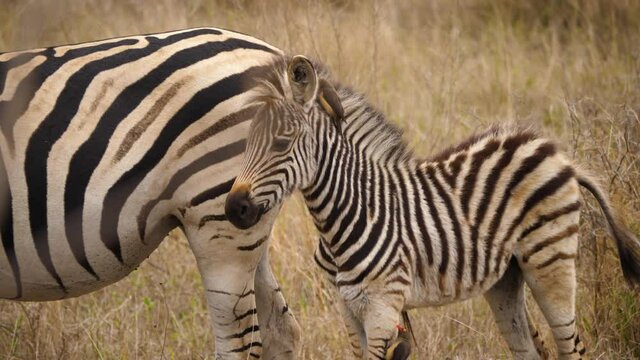 Zebra foal with oxpecker in his mane stands behind his mother