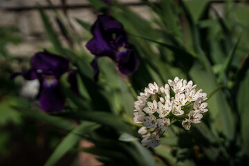 fiore bianco