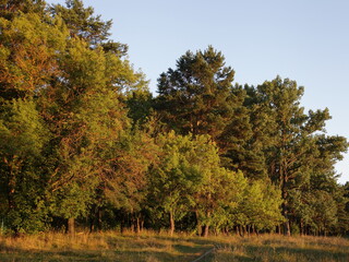 East European forest edge trees on hill at sunny summer evening in yellow Sun lighting
