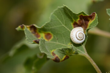 SNAIL O A LEAF