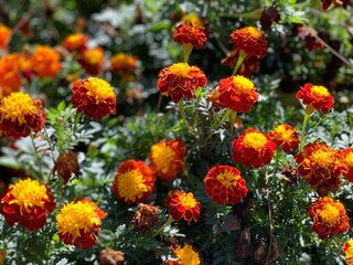 red and yellow flowers