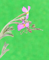 Fototapeta na wymiar pink flowers and butterfly