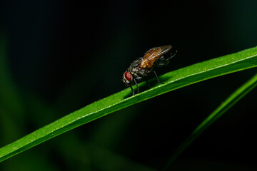 fly on leaf