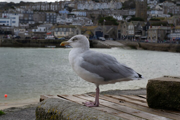 seagull looking out to sea on a wall