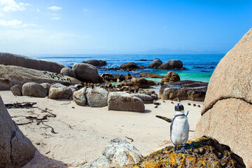 Scenic Penguin Conservation Area
