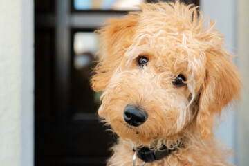 Goldendoodle