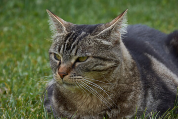 Naklejka na ściany i meble Portrait view of a angry face cat on the grass