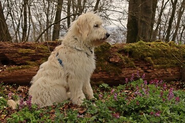 Acht Monate alter Goldendoodle im Wald mit blühendem Lerchensporn (Corydalis cava)