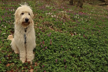 Acht Monate alter Goldendoodle im Wald mit blühendem Lerchensporn (Corydalis cava)