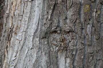 Rough cracked grey wooden bark skin on old tree close up at summer day, background texture