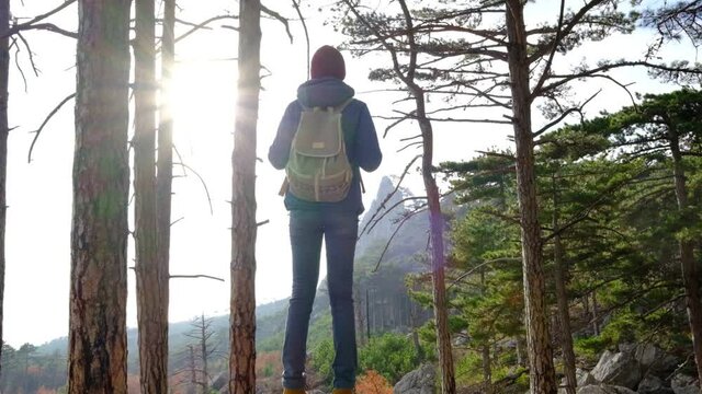 Outdoor adventure travel. Woman exploring forest in mountains. traveler with backpack walks between trunks of high pine trees. Sunlight creates lens flare