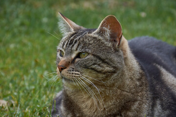 Portrait view of curious face cat on the grass