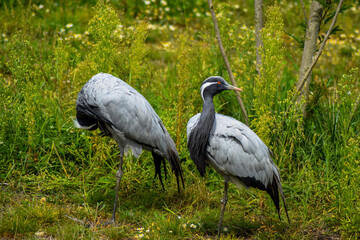 Ain, Auvergne Rhône-Alpes; September 09, 2021: two Demoiselle Cranes (Grus virgo) in the bird park, also called Demoiselle de Numidie, is a species of large wading birds of the Gruidae family. 