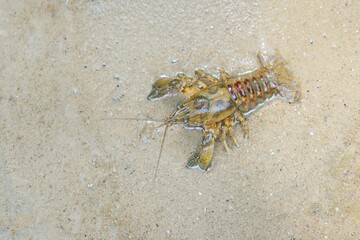 American spiny-cheek high crayfish (Orconectes Limosus) invasive to Europe in forest river,...