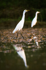 Egret in the water