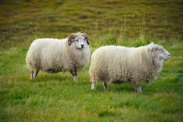 Icelandic sheep animal on green grass in East Iceland