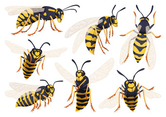 Wasp vector cartoon icon set . Collection vector illustration yellow wasp on white background. Isolated cartoon icon set bee and hornet for web design.
