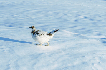 5月黒部立山アルペンルート 室堂　雷鳥