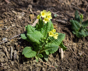 Primula flower. Yellow flower in spring. Herb blooming on spring. Family Primulaceae