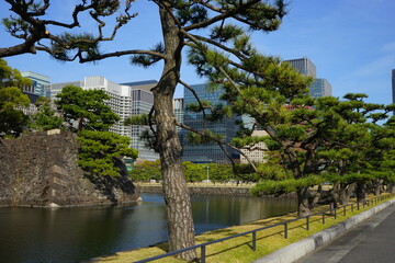 Tokyo, Japan - March 2021: Imperial palace Gaien park  surrounded by skyscraper in Tokyo, Japan - 皇居 外苑 松の木と都市風景 東京