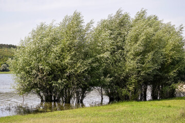 Obraz premium Flooded trees on river bank. Windy weather. Summer landscape.