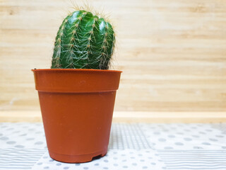 A cactus is a kind of a plant adapted to hot, dry climates. Plants which live this kind of life-style are called xerophytes. Most are succulents, which store water.