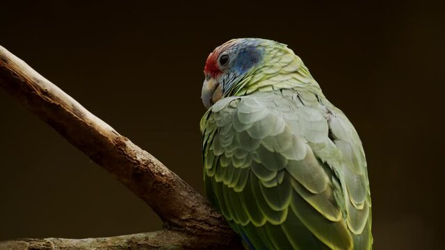 Papagaio-de-cara-roxa, papagaio da Mata Atl&acirc;ntica, amea&ccedil;ado de extin&ccedil;&atilde;o / Red-tailed Parrot, Atlantic Forest parrot, threatened with extinction