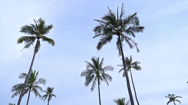 Low angle of palm trees. Slow motion