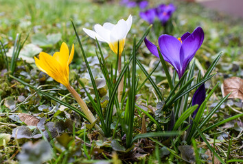 Crocus flowers. Spring in a garden. Violet, white and yellow Crocus