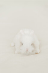 White bunny rabbit on the beige background. Small funny home pet. Easter symbolism